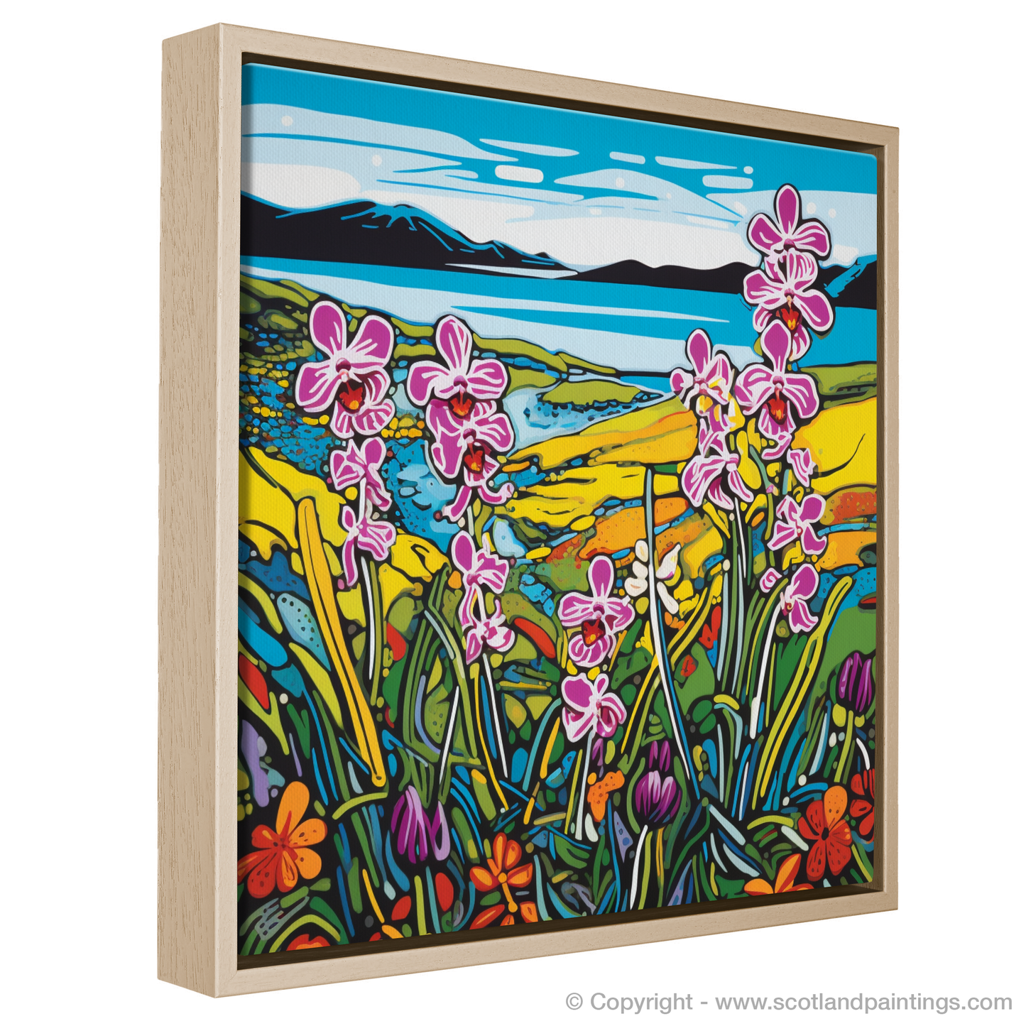 Vibrant Orchid Oasis in Uist's Machair