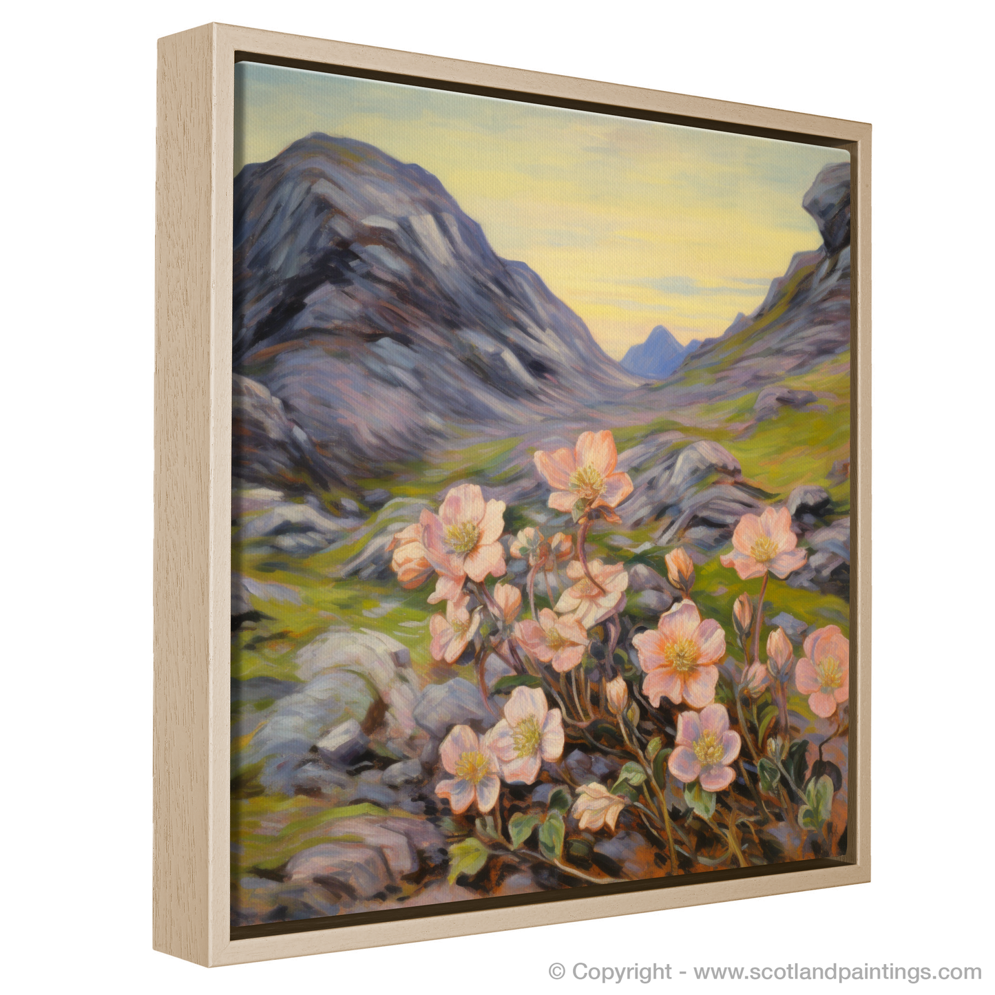 Mountain Avens in the Majesty of Cairn Gorm