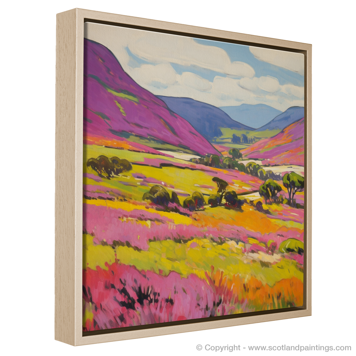 Heather Hues of Braemar Moorlands