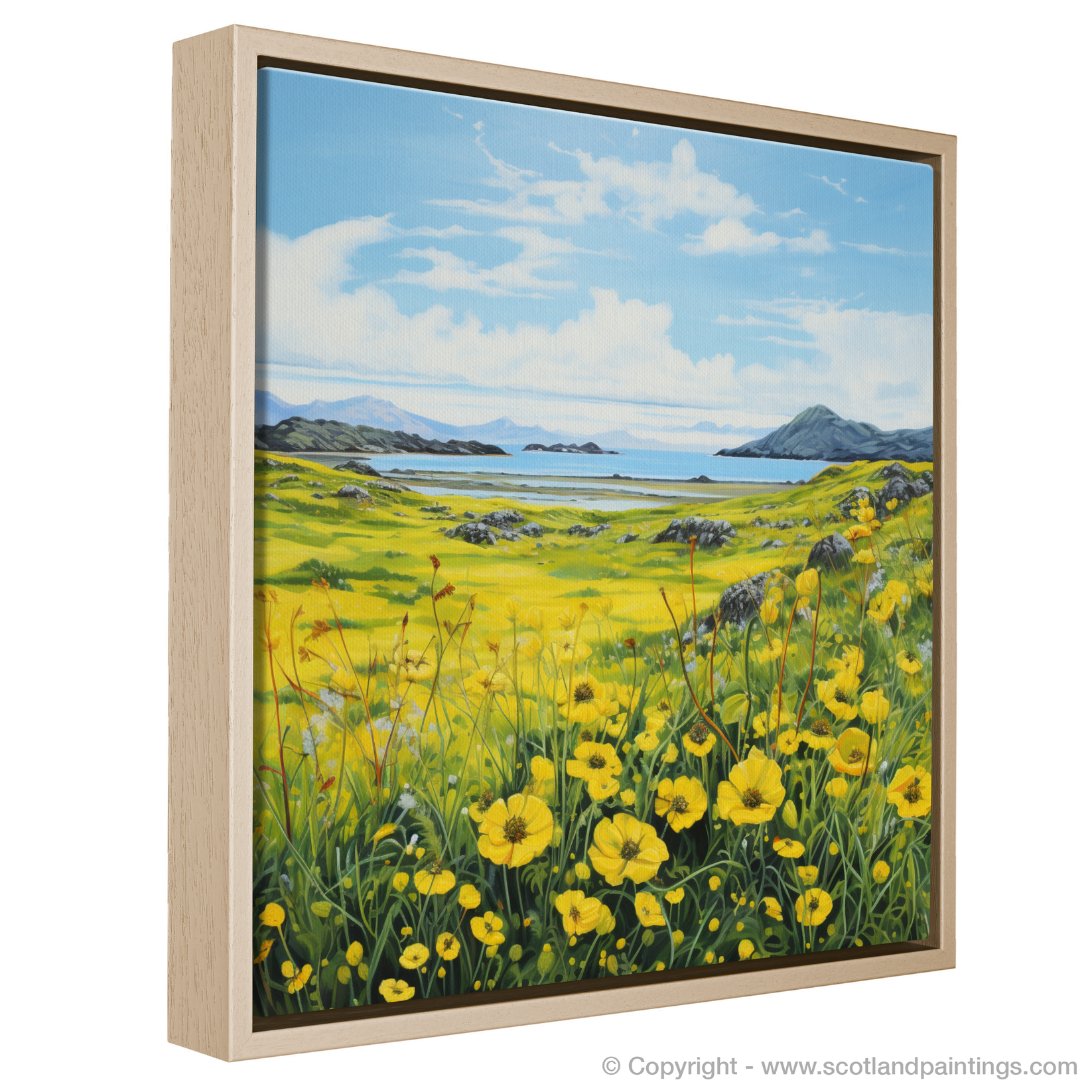 Dancing Yellow Rattle of the Machair Meadows – Scotland Paintings and ...
