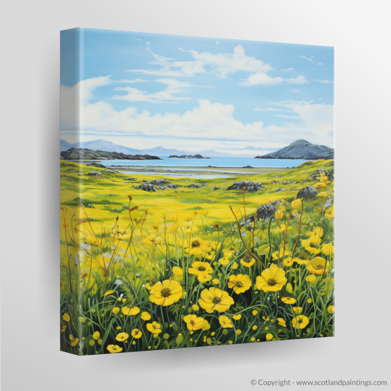 Dancing Yellow Rattle of the Machair Meadows – Scotland Paintings and ...