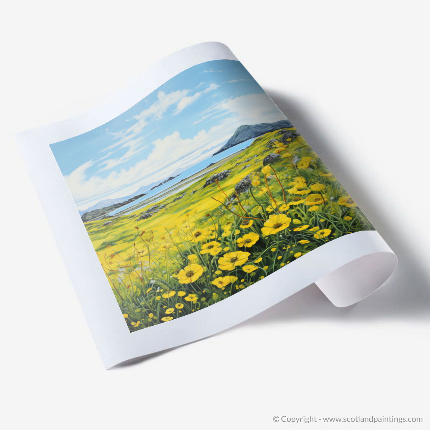Dancing Yellow Rattle of the Machair Meadows – Scotland Paintings and ...
